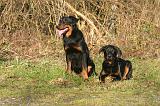 BEAUCERON - ADULTS and PUPPIES 072